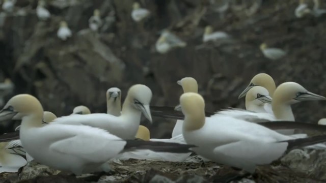 LG 電視機 《Birds鳥類篇》