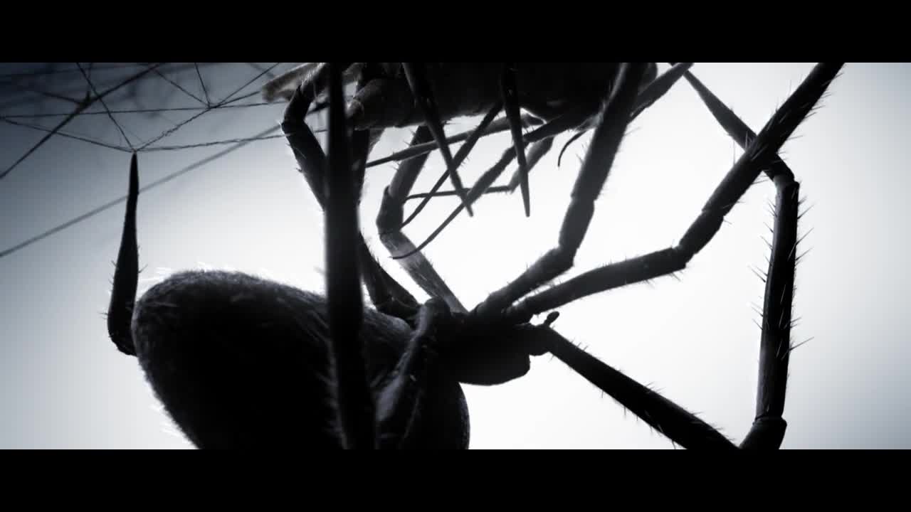 Polynoid REEL 2012