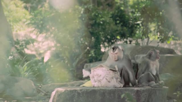 KTB Home Loan Monkey TVC